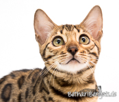 braun rosetted Bengal